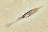 Cretaceous Soft Bodied Squid With Shrimp - Lebanon #163601-2